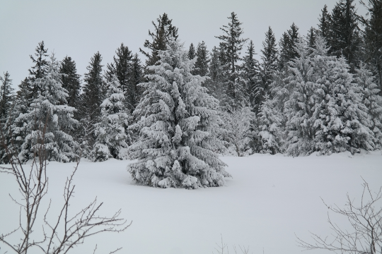 verschneiter Wald im Winter Winterwald