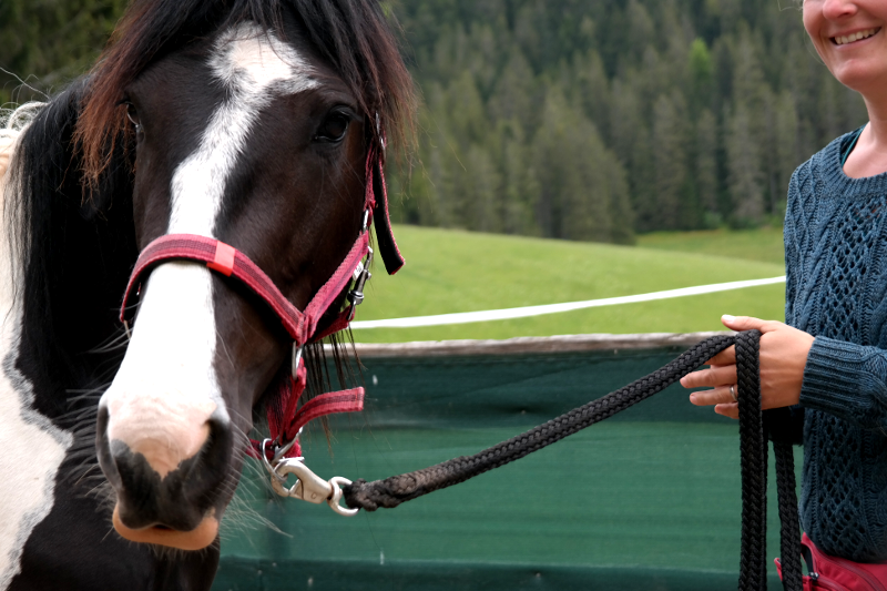 Pferdegestütztes Coaching Breindl - Pferd Samira (Traber Stute)