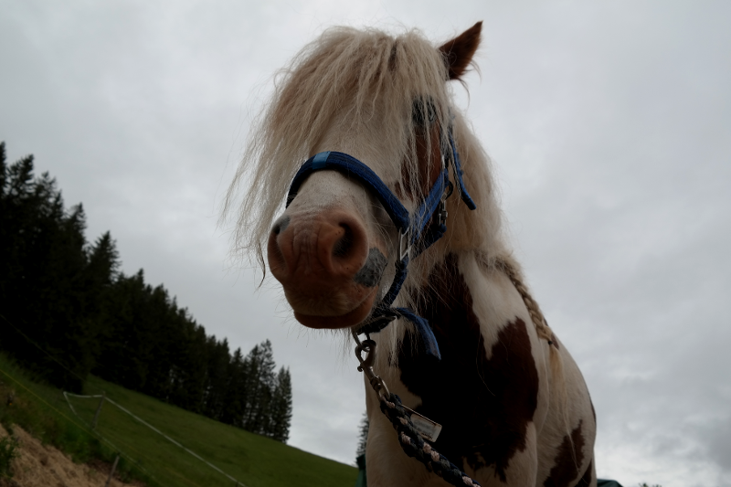 Pferdegestütztes Coaching Furtwangen - Pferd Suna (Tinker Stute)