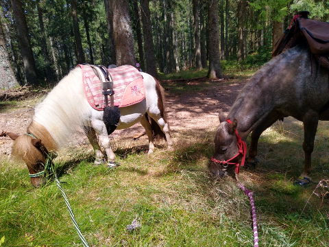 Zwei Ponys im Wald von Pferdegestütztes Coaching Breindl