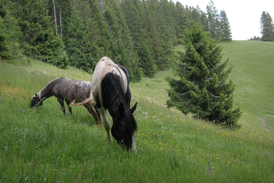 Pferd und Pony grasen auf der Weide bei Breindl Furtwangen