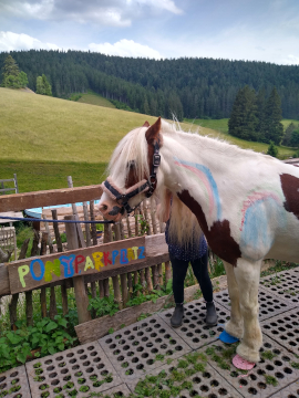 bemaltes Pony bei Pferdegestütztes Coaching Breindl in Furtwangen